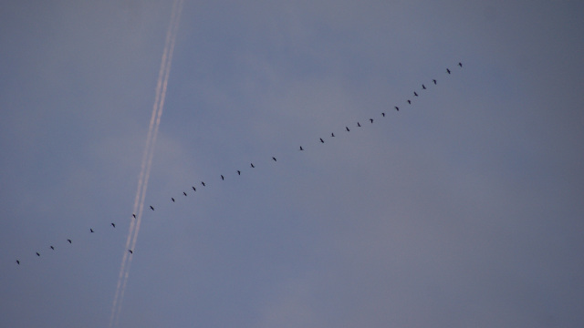 Bib Vogelflug 31_10_2017 D