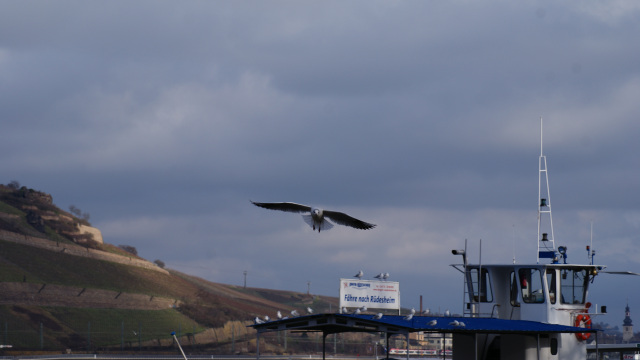 Bin Rhein Januar 18_2015 B