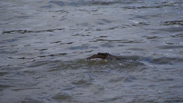 Bin Rhein Januar 18_2015 C
