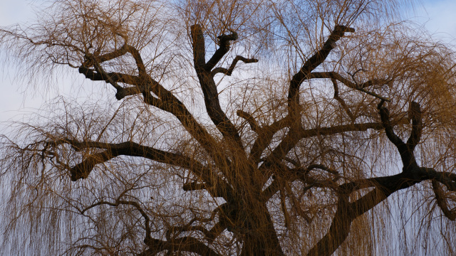 Bin Rhein Januar 18_2015 F