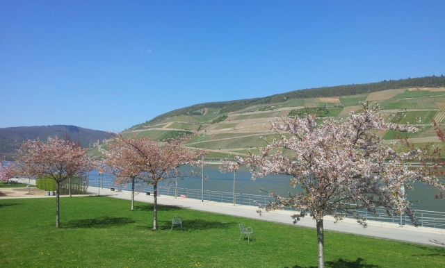 Bingen Fruehling Rhein 2015 B