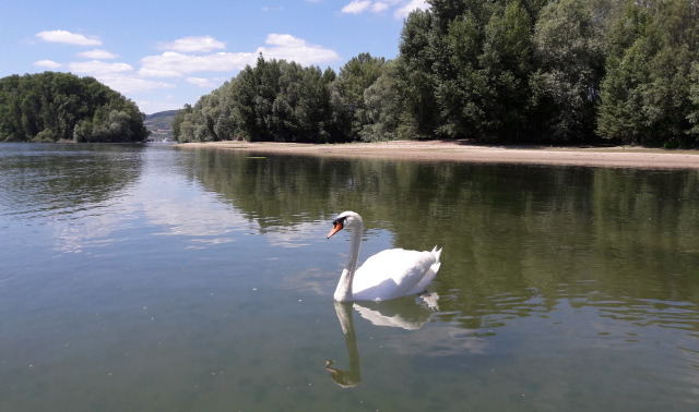 Rhein Aue Juli 2017 B