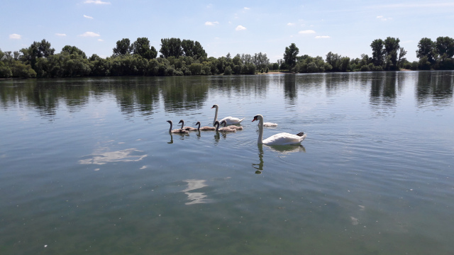 Rhein Aue Juli 2017 E